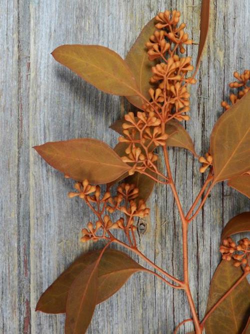 ORANGE TINTED SEEDED EUCALYPTUS